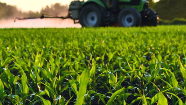 El cultivo de maíz: buenas prácticas en el uso de fitosanitarios