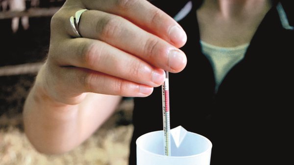 Fallo de la TIP en terneros (2): manejo del encalostramiento