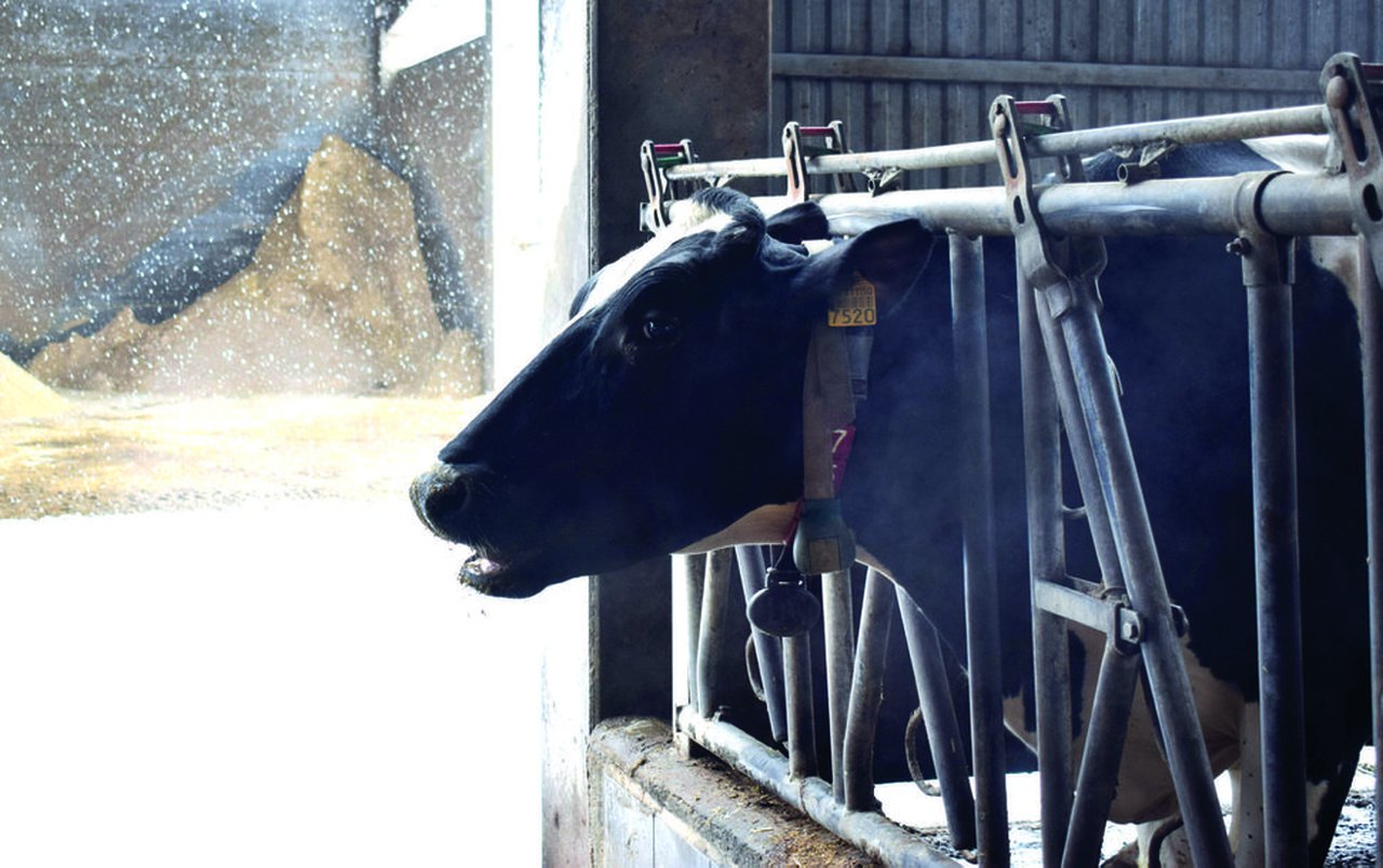 Efecto del estrés por calor y del enfriamiento de las vacas en el verano en su eficiencia alimenticia
