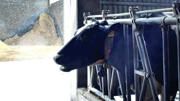 Efecto del estrés por calor y del enfriamiento de las vacas en el verano en su eficiencia alimenticia