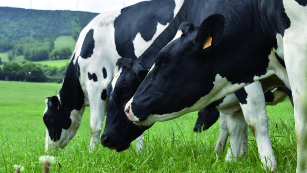 Diagnóstico y control de la fiebre Q en el ganado vacuno