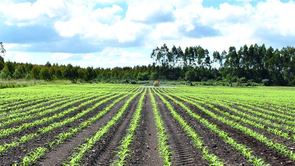 Autorízase o pago de 300 millóns de euros en axudas aos agricultores polo incremento do prezo dos fertilizantes