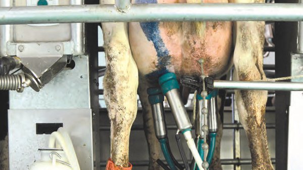 La gestión como herramienta para el control de las mastitis y el RCS