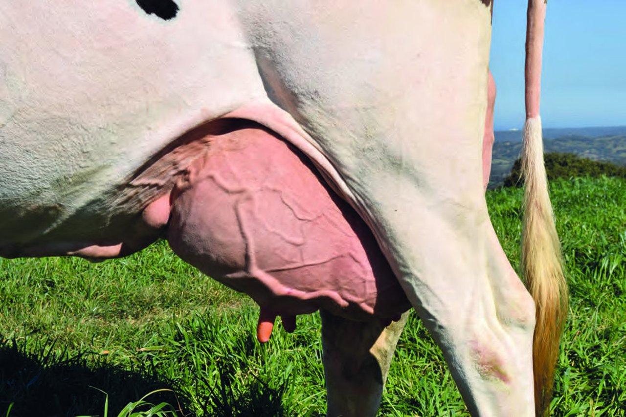 La dermatitis de la ubre