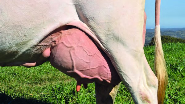 La dermatitis de la ubre