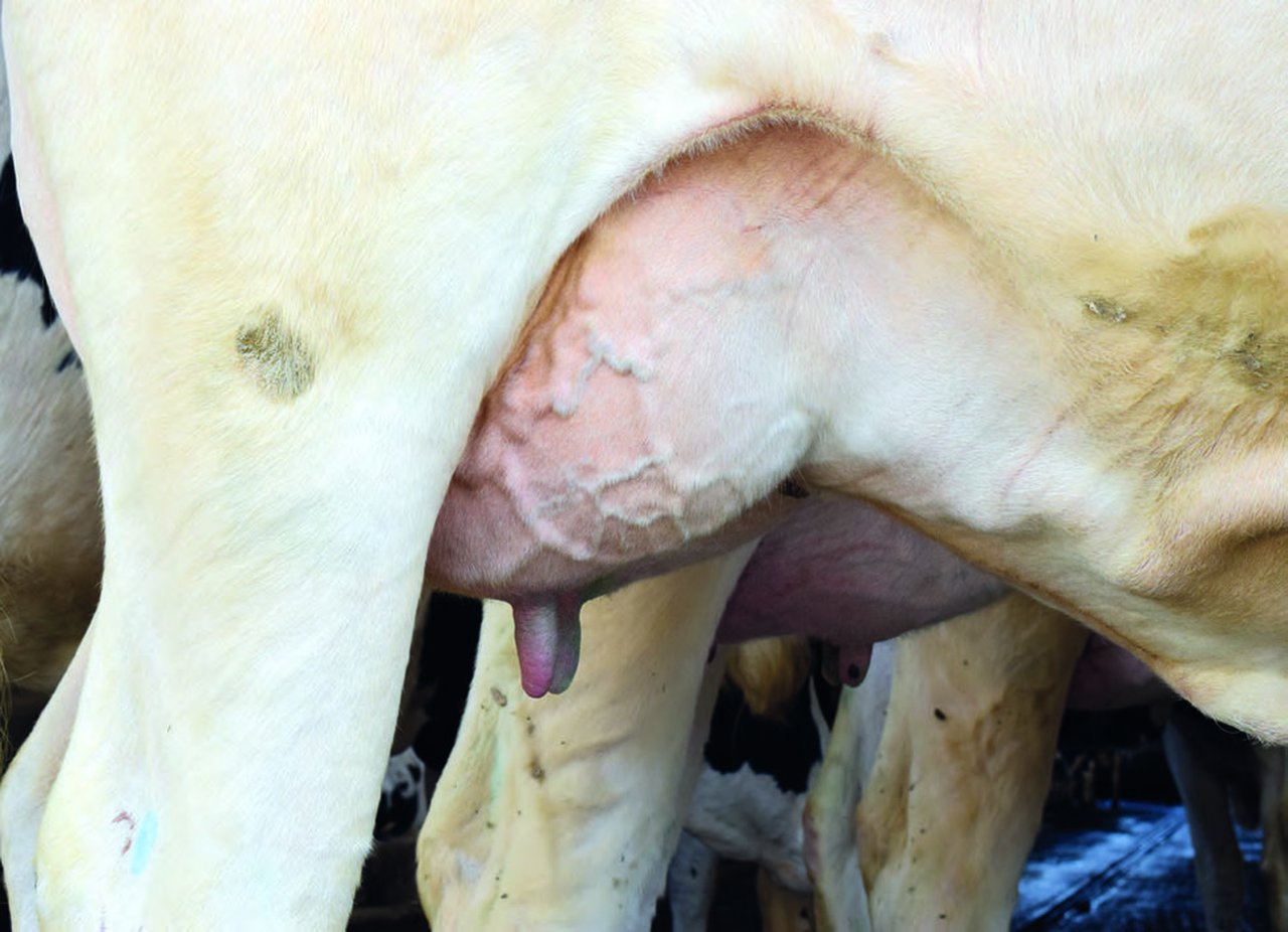 Streptococcus uberis, la mastitis clínica frustrante