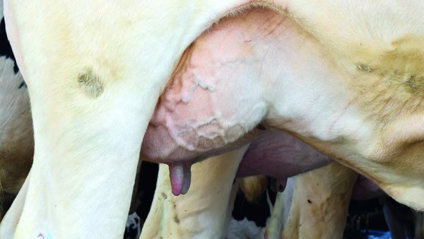 Streptococcus uberis, la mastitis clínica frustrante