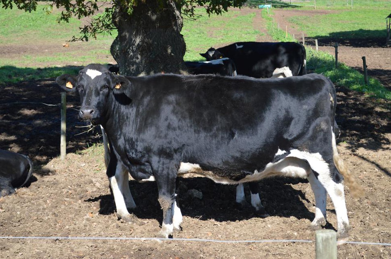 Ceba de vacas de descarte de raza frisona