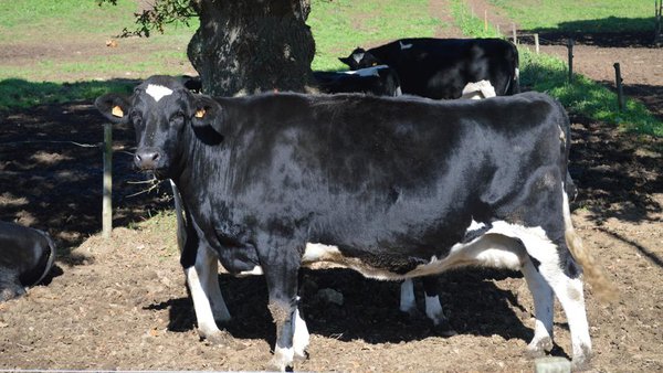 Ceba de vacas de descarte de raza frisona