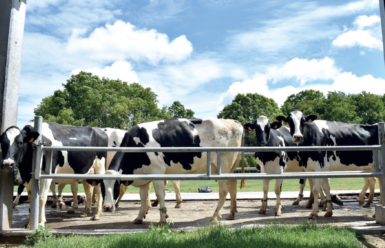 Agua, viento, tiempo y vaca, todo lo que necesitas para refrescar bien a tus vacas en el verano