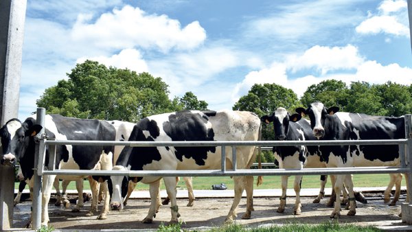Agua, viento, tiempo y vaca, todo lo que necesitas para refrescar bien a tus vacas en el verano