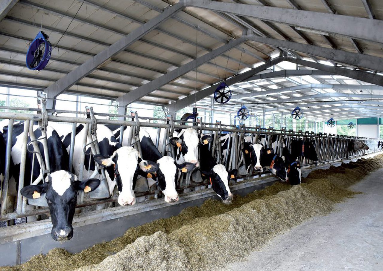 Necesidades de potasio en la alimentación de vacuno de leche