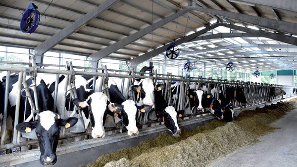 Necesidades de potasio en la alimentación de vacuno de leche