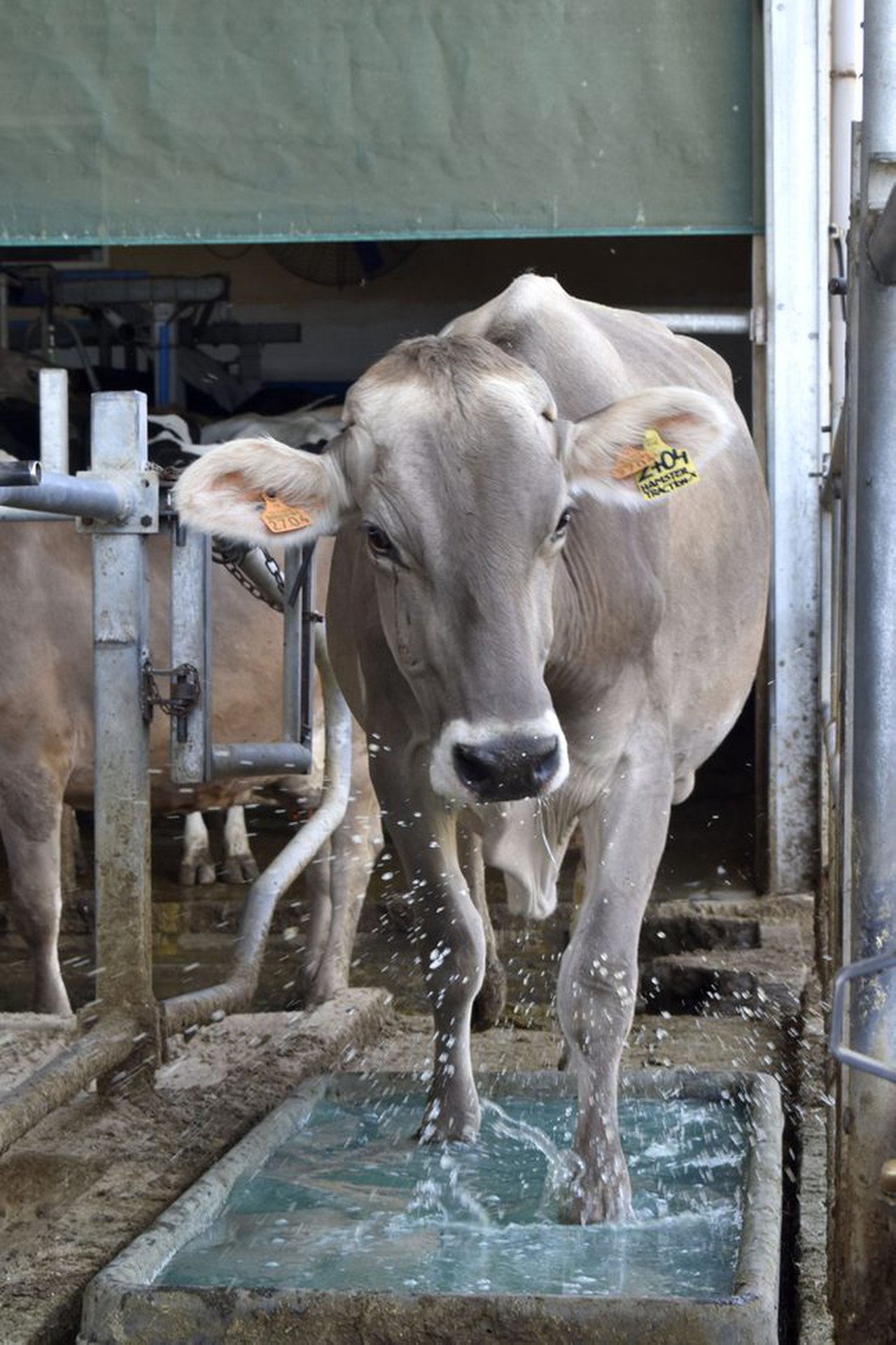 La salud podal en Portugal: patas saludables, bovinos productivos