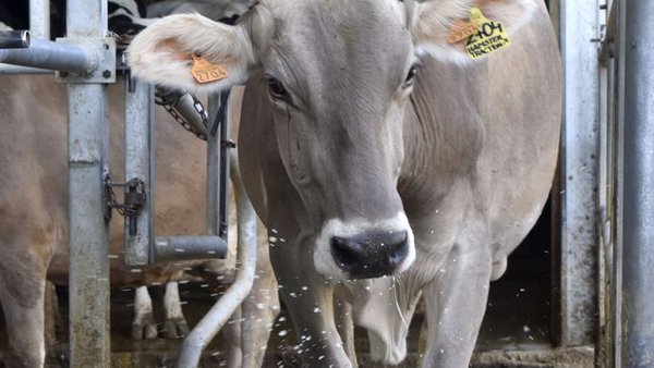 La salud podal en Portugal: patas saludables, bovinos productivos