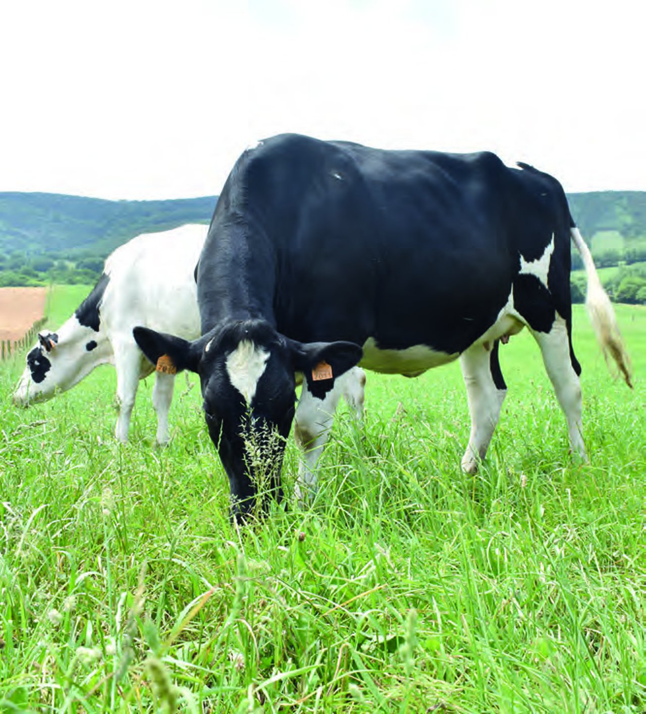 ¿Cómo calcular la huella de carbono en el vacuno de leche?