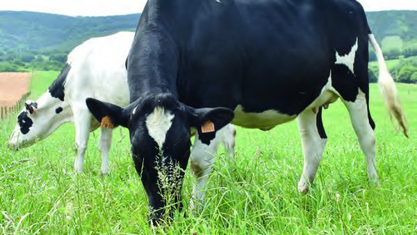 ¿Cómo calcular la huella de carbono en el vacuno de leche?