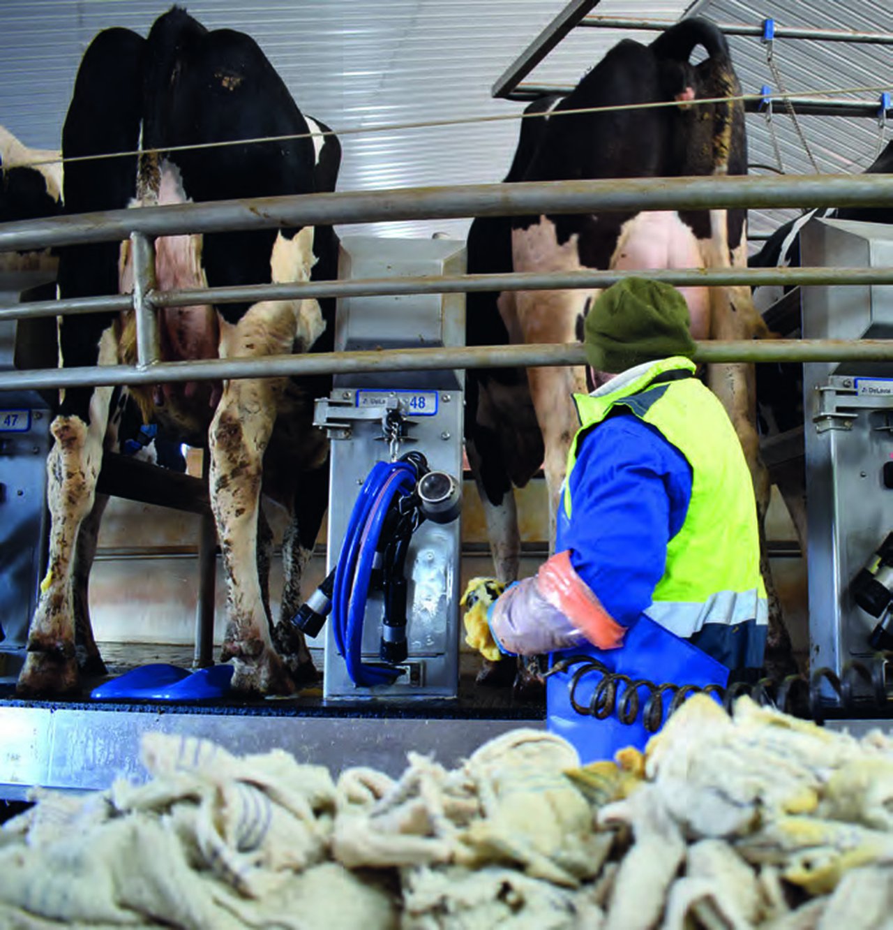 ¿Estamos ordeñando a las vacas eficientemente?