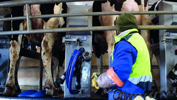 ¿Estamos ordeñando a las vacas eficientemente?