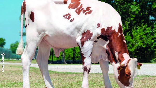 Pro Caseus, un nuevo índice genómico que mejora la eficiencia de los animales