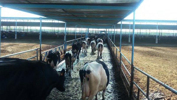 El establo La Cántabra en el norte de México: una mirada a seis años desde la implementación de un sistema de enfriamiento intensivo