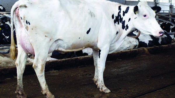 Influencia de unas patas sanas en el bienestar animal