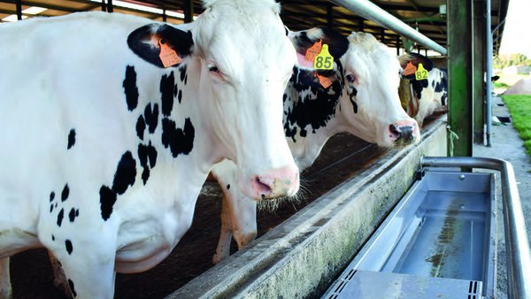 Higienización del agua en el sector vacuno lechero: retorno de la inversión