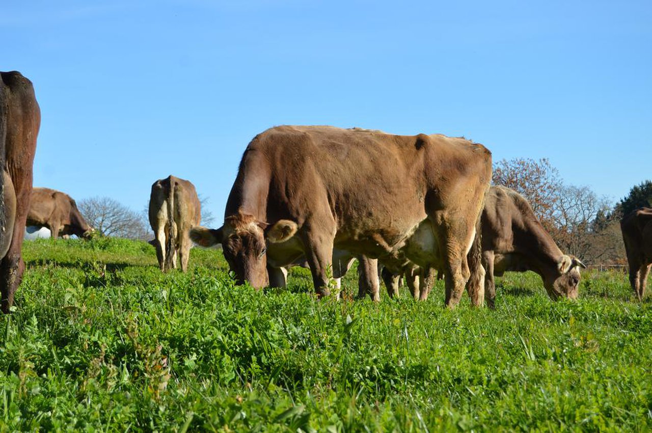 Deficiencia de microminerales en vacuno de carne: relación con la fertilidad y la vitalidad del ternero