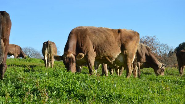 Deficiencia de microminerais no vacún de carne: relación coa fertilidade e a vitalidade do xato