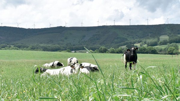 Avaliación da resposta na produción de biomasa do raigrás italiano á fertilización fosfórica