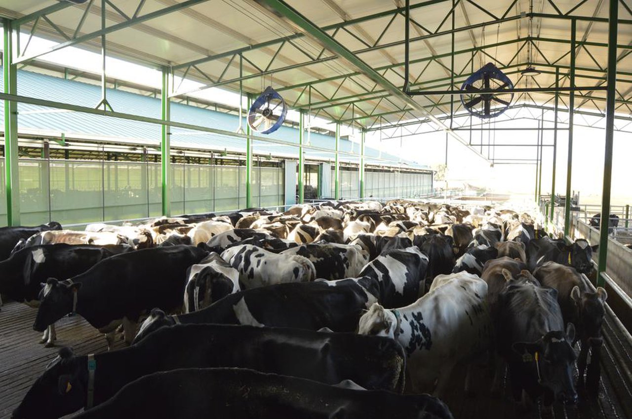 Necesítase máis dun verán para arrefriar adecuadamente as vacas