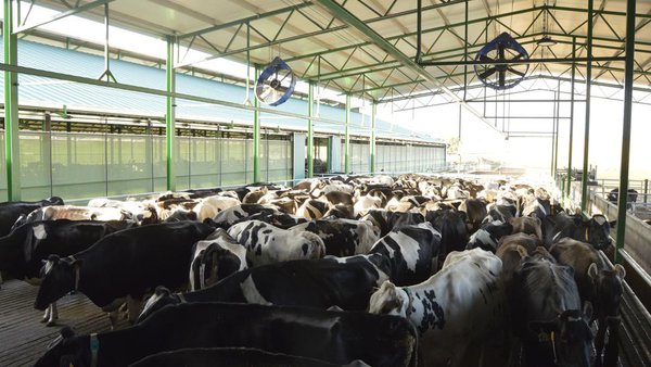 Necesítase máis dun verán para arrefriar adecuadamente as vacas