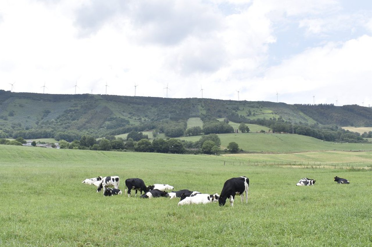 Suplementación de vacas secas con oligoelementos inxectables: un estudo de retorno económico