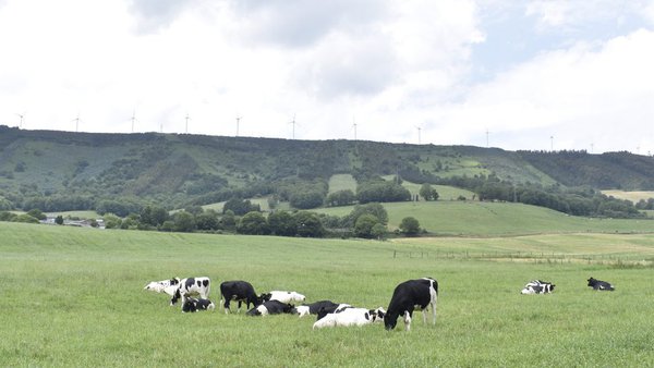 Suplementación de vacas secas con oligoelementos inxectables: un estudo de retorno económico