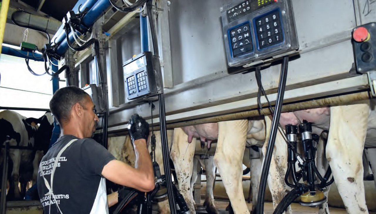 Benestar laboral en granxas de vacún leiteiro