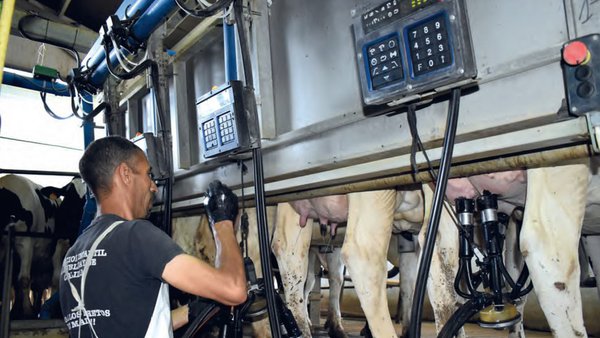 Benestar laboral en granxas de vacún leiteiro