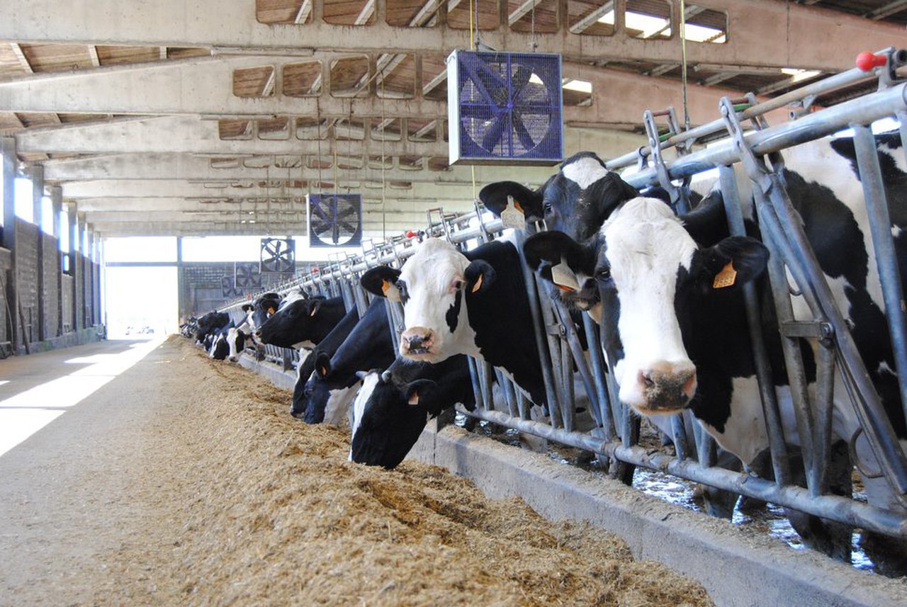 O beneficio económico de arrefriar as vacas secas