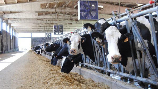 O beneficio económico de arrefriar as vacas secas