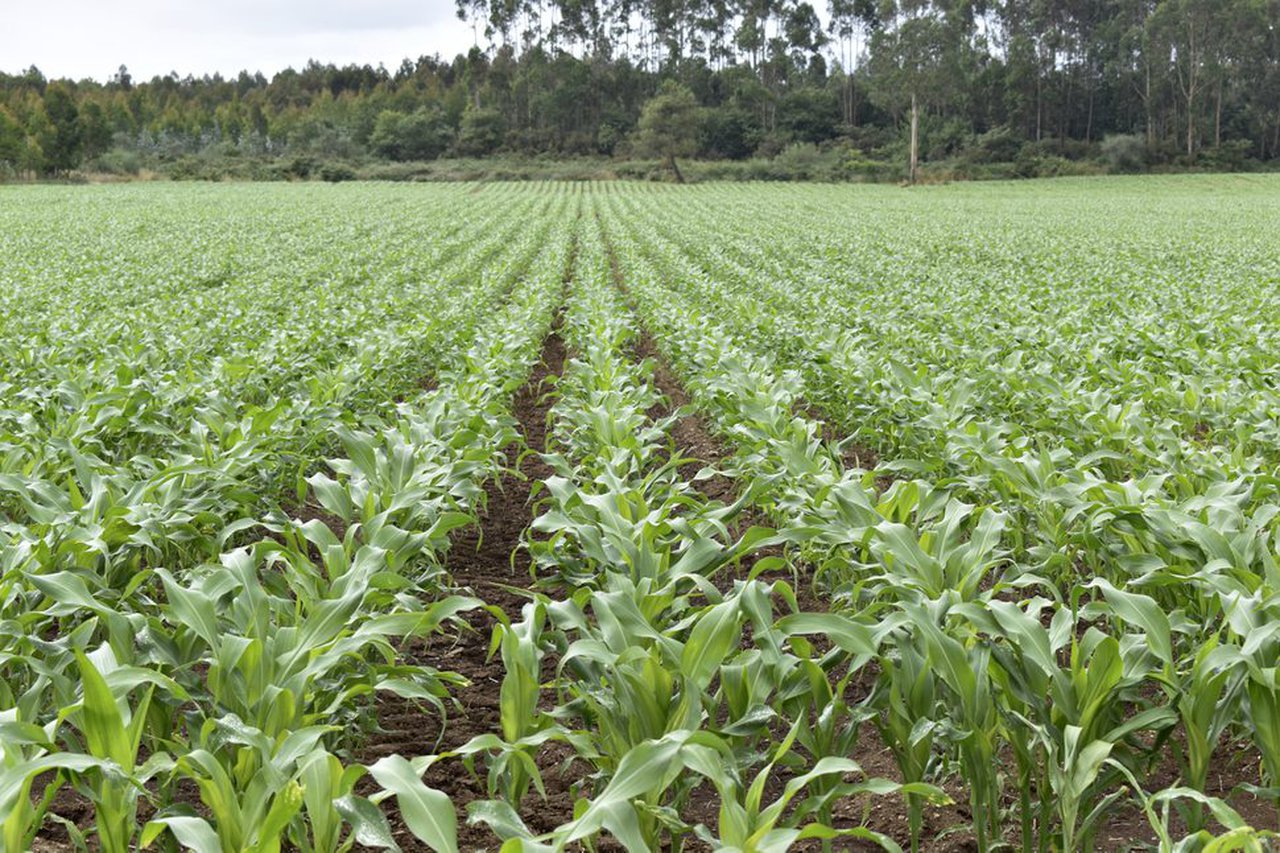 Biofertilización nitroxenada, a alternativa ao emprego dos fertilizantes minerais tradicionais