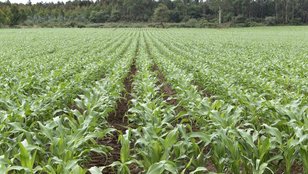 Biofertilización nitroxenada, a alternativa ao emprego dos fertilizantes minerais tradicionais