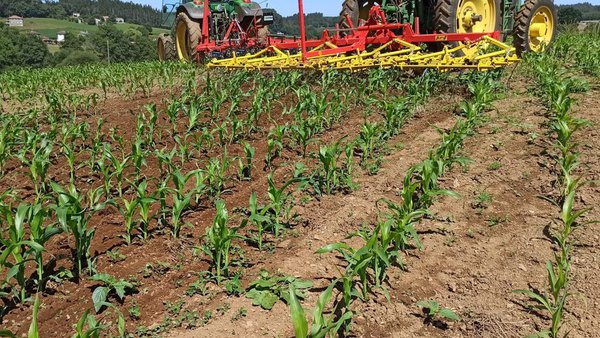 Identificación de oportunidades no control mecánico das malas herbas