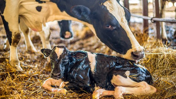 Fisiopatoloxía da mamite: mastite e inflamación
