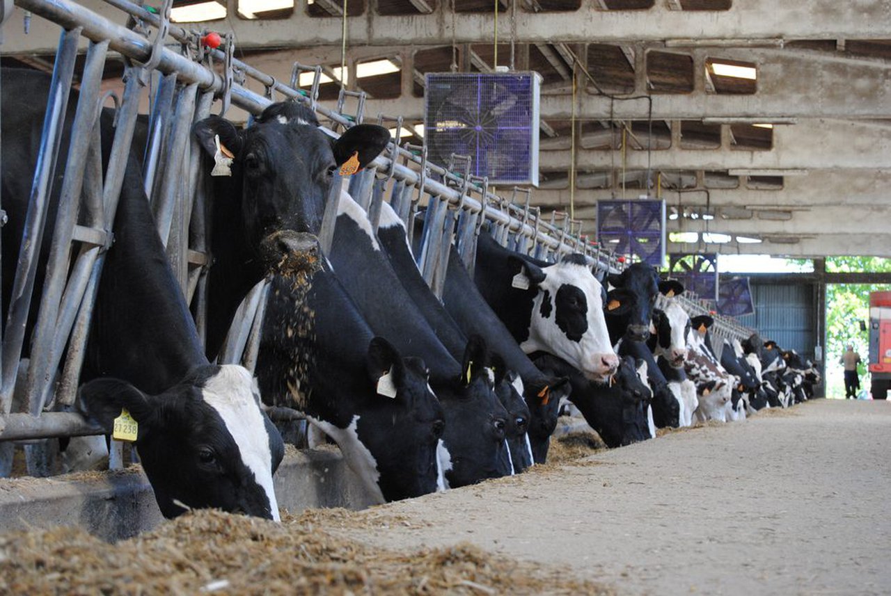 Las olas de calor provocan una importante caída de la producción de leche en Europa