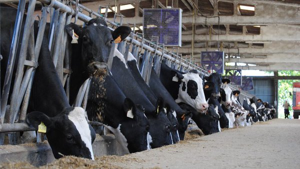 Las olas de calor provocan una importante caída de la producción de leche en Europa