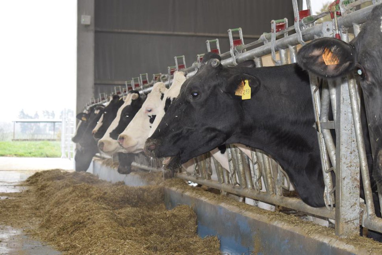 El uso de registradores de datos intravaginales para mejorar la efectividad de enfriamiento en las vacas lecheras