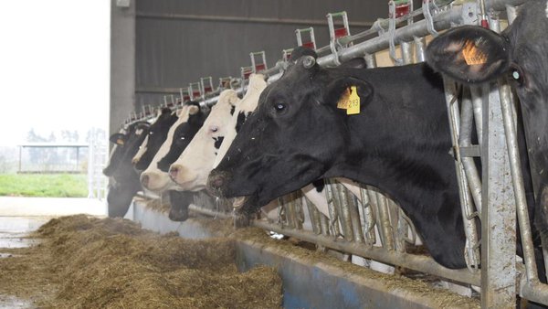 O uso de rexistradores de datos intravaxinais para mellorar a efectividade de arrefriamento nas vacas leiteiras