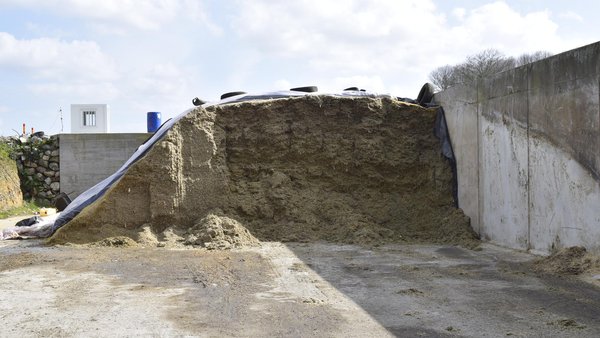 Tempo de almacenamento do ensilado de millo: impacto sobre o manexo do rabaño e a produción de leite
