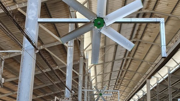 A industria láctea chinesa está aprendendo a lidar co estrés por calor