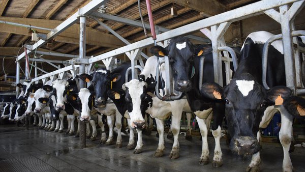 Ácidos graxos no leite: que sabemos da experiencia en Galicia