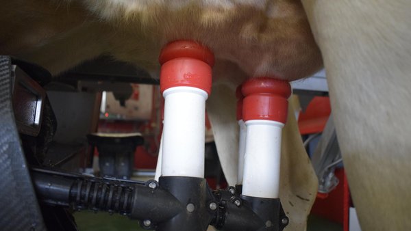 A produción de leite en Galicia desde a perspectiva do control leiteiro